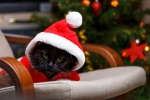 Kerstkaart: Zwart katje met kerstmuts zit in de stoel