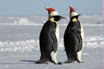 Kerstkaart: Twee pinguins met kerstmutsen op